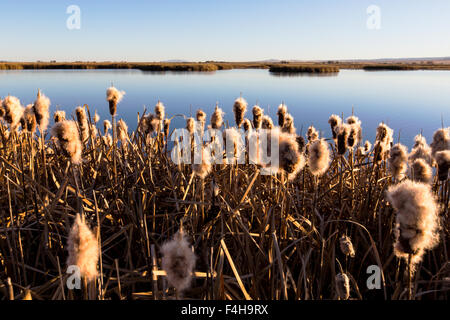 Rohrkolben wachsen entlang der Teiche am Monte Vista National Wildlife Refuge, zentralen Colorado, USA Stockfoto