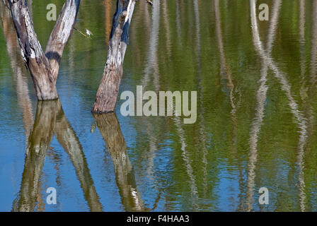 Das Bild aufgenommen in Pench Nationalpark, Indien Stockfoto