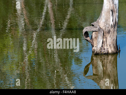 Das Bild aufgenommen in Pench Nationalpark, Indien Stockfoto