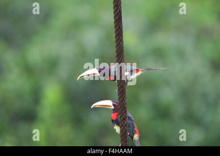 Elfenbein-billed Aracari (Pteroglossus Azara) im Amazonas, Ecuador Stockfoto