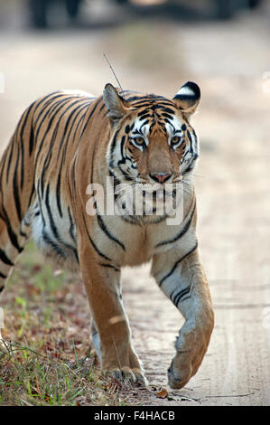 Das Bild der Tiger (Panthera Tigris) aufgenommen in Pench Nationalpark, Indien Stockfoto