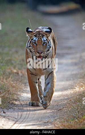 Das Bild der Tiger (Panthera Tigris) aufgenommen in Pench Nationalpark, Indien Stockfoto