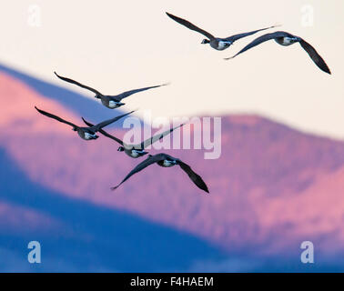 Kanadische Gänse im Flug bei Sonnenaufgang, Monte Vista National Wildlife Refuge, Colorado, USA Stockfoto