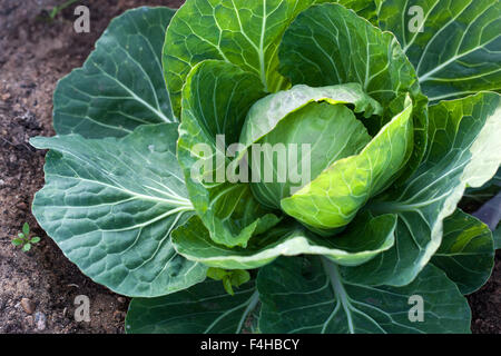 Kopf Weißkohl auf dem Feld bereit zu ernten Stockfoto