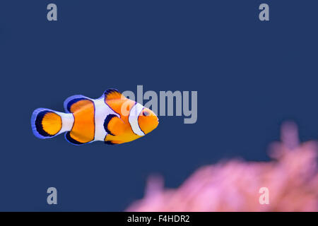 Clown Fische schwimmen im blauen Wasser mit rosa anemone Stockfoto