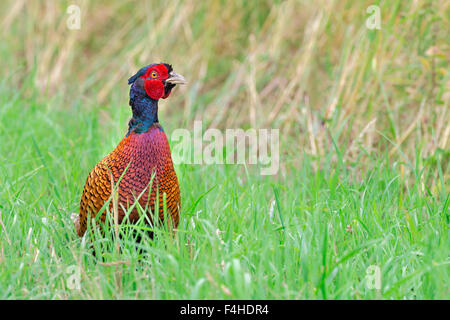 Bunte Fasan Hahn stehend auf grüner Wiese Blick aufmerksam Stockfoto