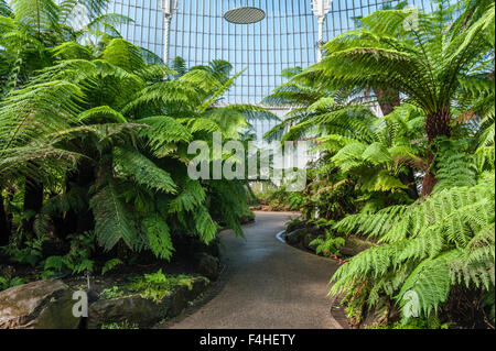 Kibble Palace viktorianischen Gewächshaus im schottischen Glasgow Botanischer Garten Stockfoto