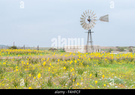 Gelbe Kastert (Katzen Tail), Bulbinella Nutans und eine Windmühle mit dam in Matjiesfontein Farm nahe Nieuwoudtville Stockfoto