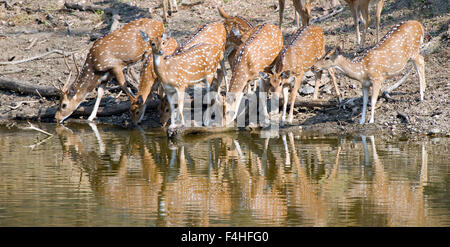 Das Bild der Spotted Hirsch (Axis Axis) aufgenommen in Pench Nationalpark, Indien Stockfoto