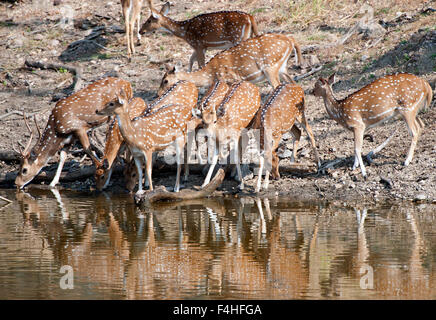 Das Bild der Spotted Hirsch (Axis Axis) aufgenommen in Pench Nationalpark, Indien Stockfoto