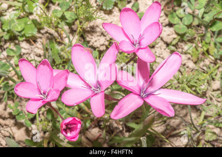 Pienk Aandblom, Hesperantha Pauciflora ist eine sommergrüne mehrjährige Pflanze das Namaqualand und dem Bokkeveld-plateau Stockfoto