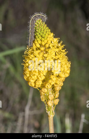 Eine Raupe auf einem gelben Katstert (Katzen tail), Bulbinella Latifolia, an Hantam National Botanical Gardens in Nieuwoudtville Stockfoto