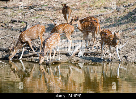 Das Bild der Spotted Hirsch (Axis Axis) aufgenommen in Pench Nationalpark, Indien Stockfoto