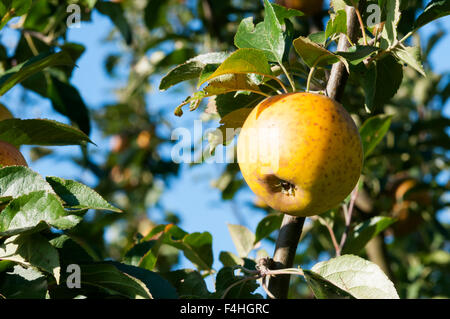 Ein Apfel der Sorte Egremont Russet wächst auf einem Baum. Stockfoto