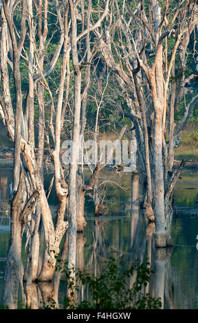 Das Bild aufgenommen in Pench Nationalpark, Indien Stockfoto