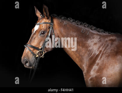 Braun ungarische Warmblut Pferd mit Trense im Studio vor schwarzem Hintergrund Stockfoto