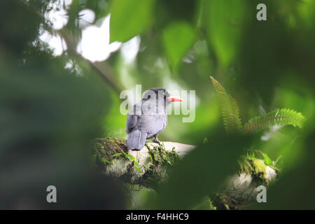 Schwarz-fronted Nunbird (Monasa Nigrifrons) in Ecuador Stockfoto