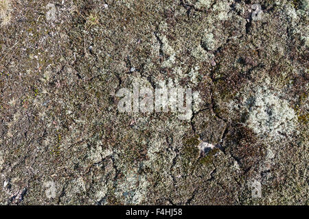 Natürliche Maserung des Moos auf Stein gemahlen, Karelien, Finnland Stockfoto
