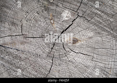 Alte dunkle graue Holzscheit Abschnitt mit radialen Rissen, Foto Hintergrundtextur Stockfoto