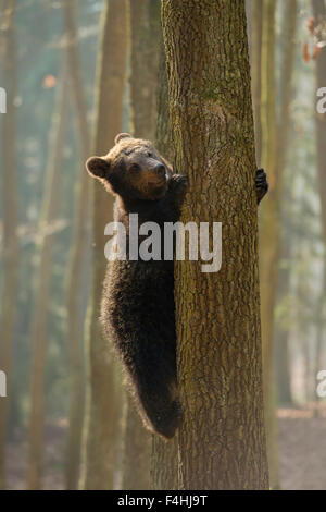 Europäischer Braunbär Young / Europaeischer Braunbaer (Ursus Arctos) auf einen Baum klettern sieht lustig. Stockfoto