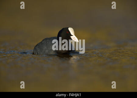 Fulica Atra / schwarz Coot / Blaesshuhn / Blaessralle schwimmen auf schöne farbige Wasser. Stockfoto