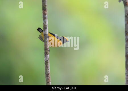 Orange-bellied Euphonia (Euphonia Xanthogaster) in Ecuador Stockfoto