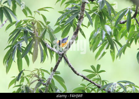 Orange-bellied Euphonia (Euphonia Xanthogaster) in Ecuador Stockfoto