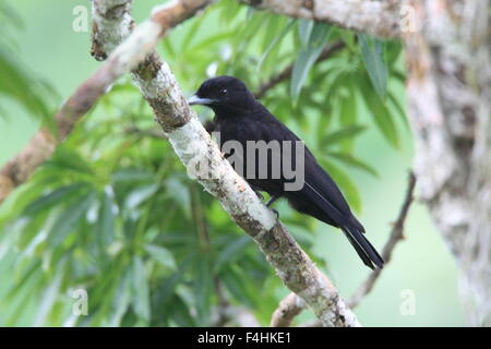 Lila-throated Fruitcrow (Querula Purpurata) in Ecuador Stockfoto