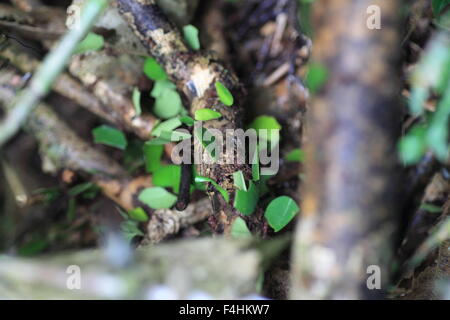 Blattschneiderameisen (Atta Sexdens). Tier, wildes Leben. Stockfoto