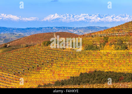 Bunte herbstliche Weinberge auf dem Hügel als verschneiten Bergrücken im Hintergrund im Piemont, Norditalien. Stockfoto