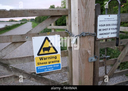 Warnung vor Schafbeweidung Zeichen auf ein Tor in ländlichen Somerset zusammen mit einem cautioning Seufzer über Hunde erschossen. Oktober 2015 Stockfoto