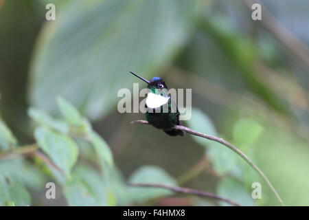 Rotflügel Inca (Coeligena Torquata) in Ecuador Stockfoto