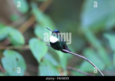 Rotflügel Inca (Coeligena Torquata) in Ecuador Stockfoto