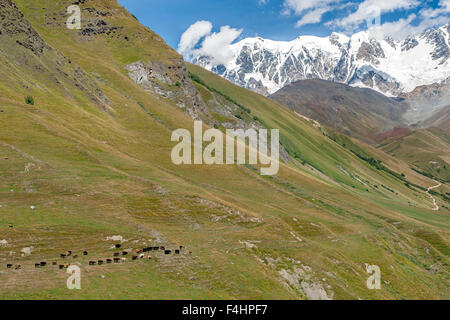 Rinder grasen auf den Ausläufern des Mount Shkhara, dem höchsten Berg in Georgia. Stockfoto