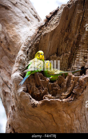 Paar Wellensittich Papageien auf dem Nest, Australien. Stockfoto