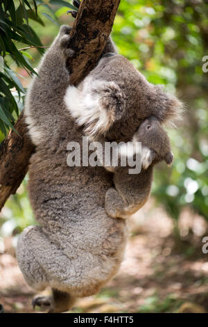 Koala mit Joey auf einen Baum klettern. Stockfoto