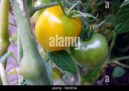 Anbau von Tomaten im Hausgarten Stockfoto