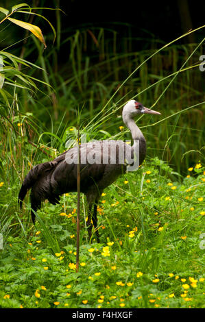 Mit Kapuze Kranich (Grus Monacha), Woodland Park Zoo, Seattle, Washington Stockfoto