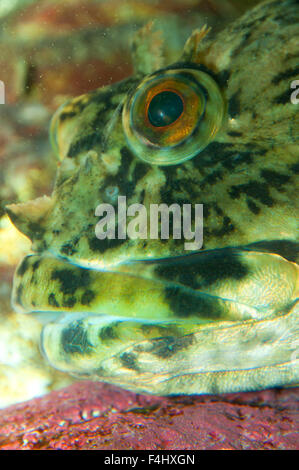 Cabezon (Scorpaenichthys Marmoratus), Point Defiance Zoo und Aquarium, Point Defiance Park, Tacoma, Washington Stockfoto