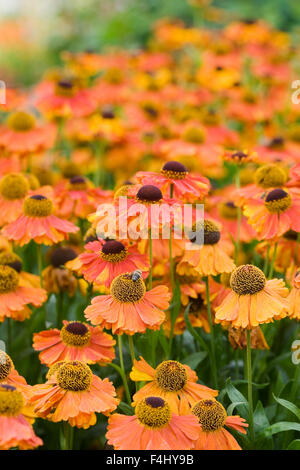 Helenium "Sahin frühen Blumen". Sneezeweed Blumen massenhaft in der Grenze. Stockfoto