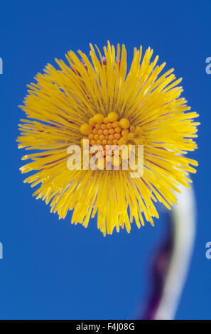 Sonnenblume gegen Himmel, niedrigen Winkel Ansicht Stockfoto