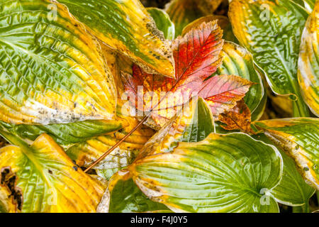 Hosta zeigt Herbstblätter, Ahornblatt Fall Stockfoto