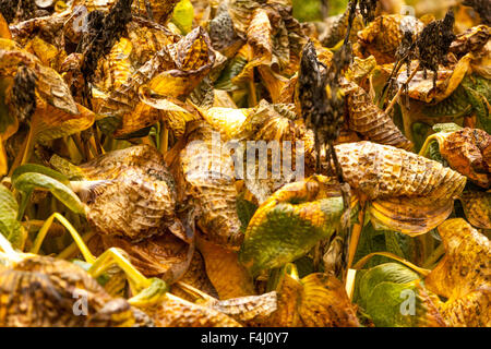 Hosta Werk verlässt - Herbstfarben Stockfoto