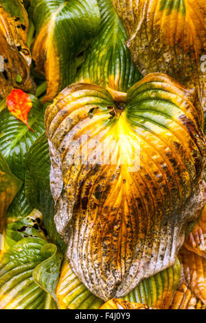 Hosta pflanze Blätter im Herbst Stockfoto