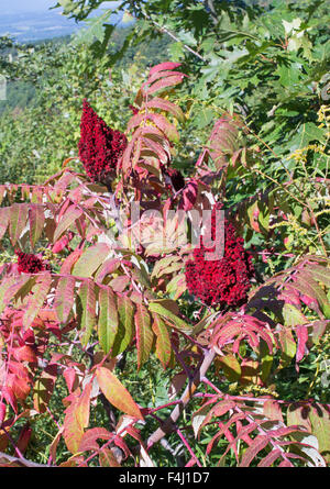 Rhus Typhina blühen entlang der Skyline Drive, Shenandoah-Nationalpark, Virginia, USA Stockfoto