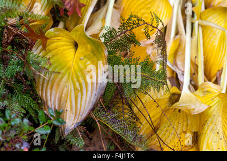 Hosta Herbstblätter Hosta Blätter Muster Stockfoto