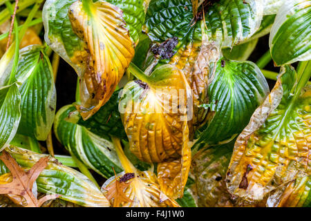 Hosta Werk verlässt - Herbstfarben Stockfoto