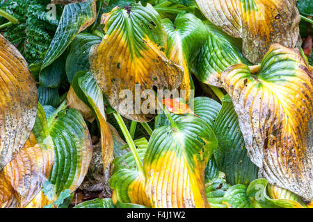 Hosta Werk verlässt - Herbstfarben Stockfoto