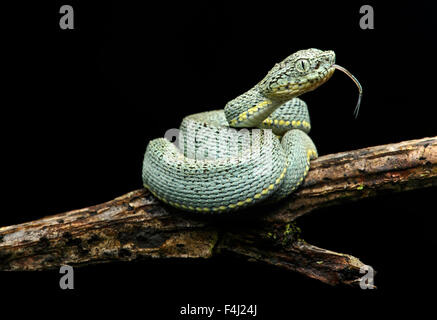 Kinder von giftigen Zwei gestreifte Wald Pitviper (Bothriopsis bilineata), Amazonas Regenwald, Yasuni Nationalpark, Ecuador Stockfoto