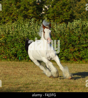 Drum-Horse Hengst auf der Weide am Abend Stockfoto